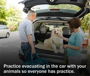 Practice with pets