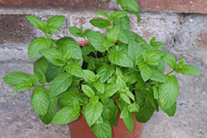 garden-pot