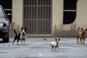pet preparedness