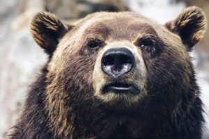 brown bear