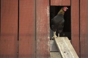 chicken-coop5