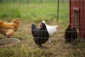 chicken-coop8