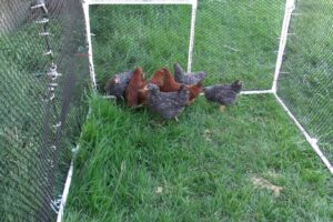 chicken-coop9