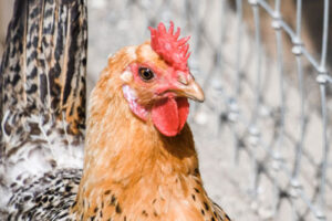 chicken coops